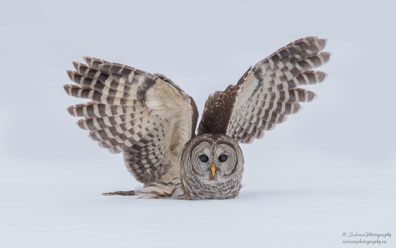 Barred Owl (2)