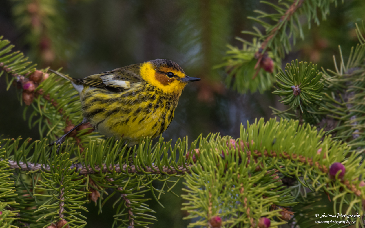 Cape may Warbler (1)
