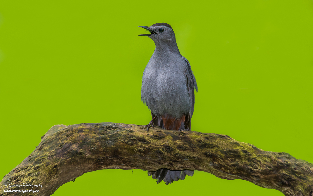 Gray Catbird (2)