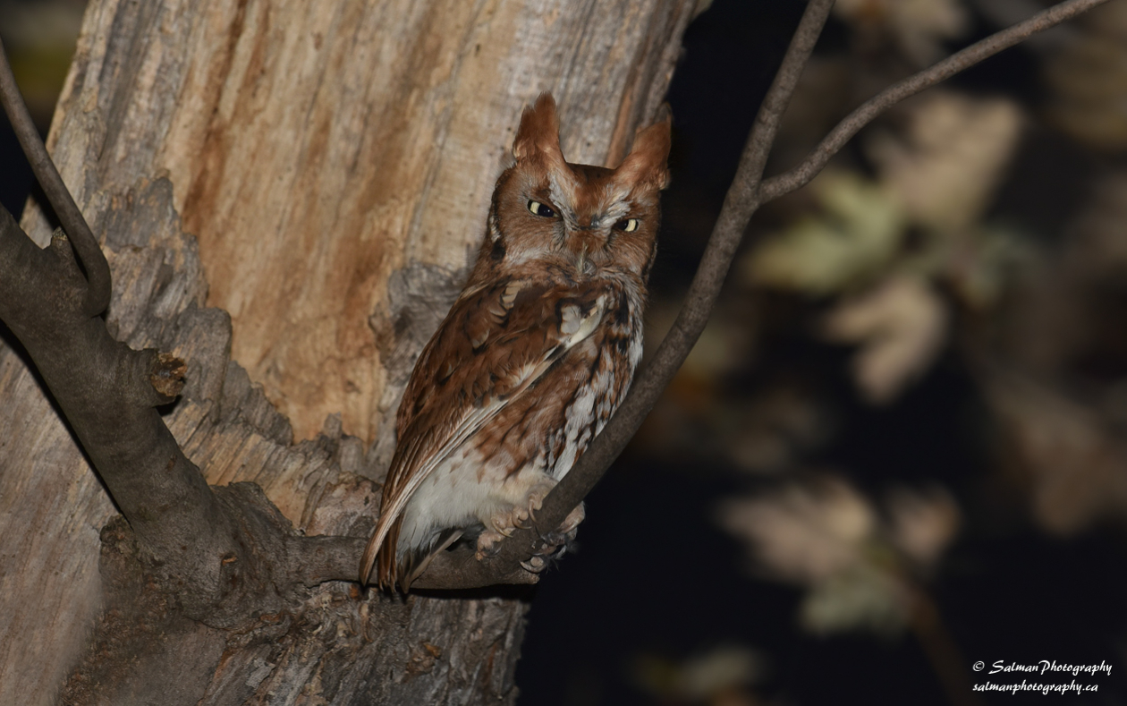 Eastern Screech Owl (2)