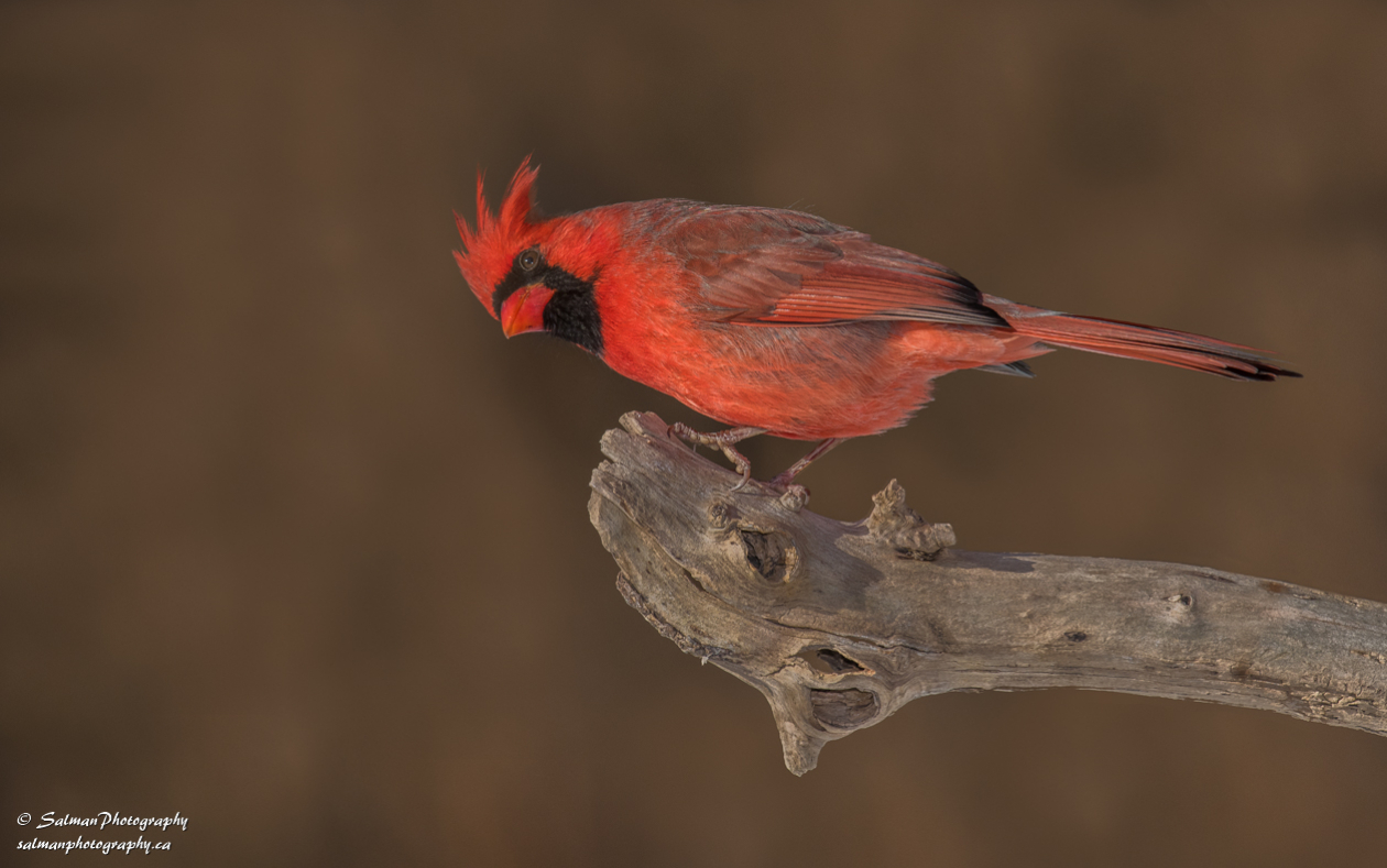 Northern Cardinal (1)